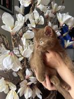 Britse korthaar kittens met stamboom, Meerdere dieren, Gechipt, 0 tot 2 jaar