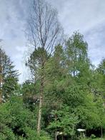 Openhaardhout van een grote berk, 3 tot 6 m³, Ophalen, Berkenhout, Stammen