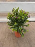 Polygala struik p 27 cm h 80 cm, Ophalen of Verzenden, Overige soorten, Minder dan 100 cm