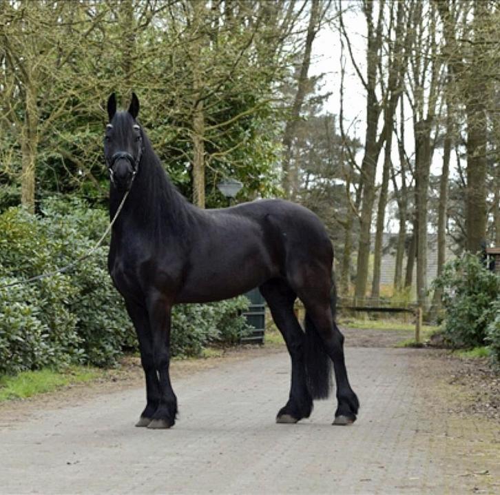 Mooie frieze merrie, Dieren en Toebehoren, Paarden, Merrie, Zadelmak, 160 tot 165 cm, 7 tot 10 jaar, Recreatiepaard, Met stamboom