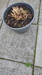 Een groene Horsta. Gratis, Tuin en Terras, Ophalen, Overige soorten, Volle zon