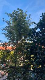 Gratis boom, Tuin en Terras, Ophalen, Halfschaduw, Overige soorten