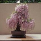 Roze wisteria zaadjes, Ophalen of Verzenden, Voorjaar, Volle zon, Zaad