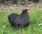 Cochin kriel hennen, Dieren en Toebehoren, Pluimvee, Vrouwelijk, Kip