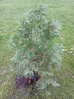 Conifeer B-keus, Ophalen, Conifeer, 100 tot 250 cm
