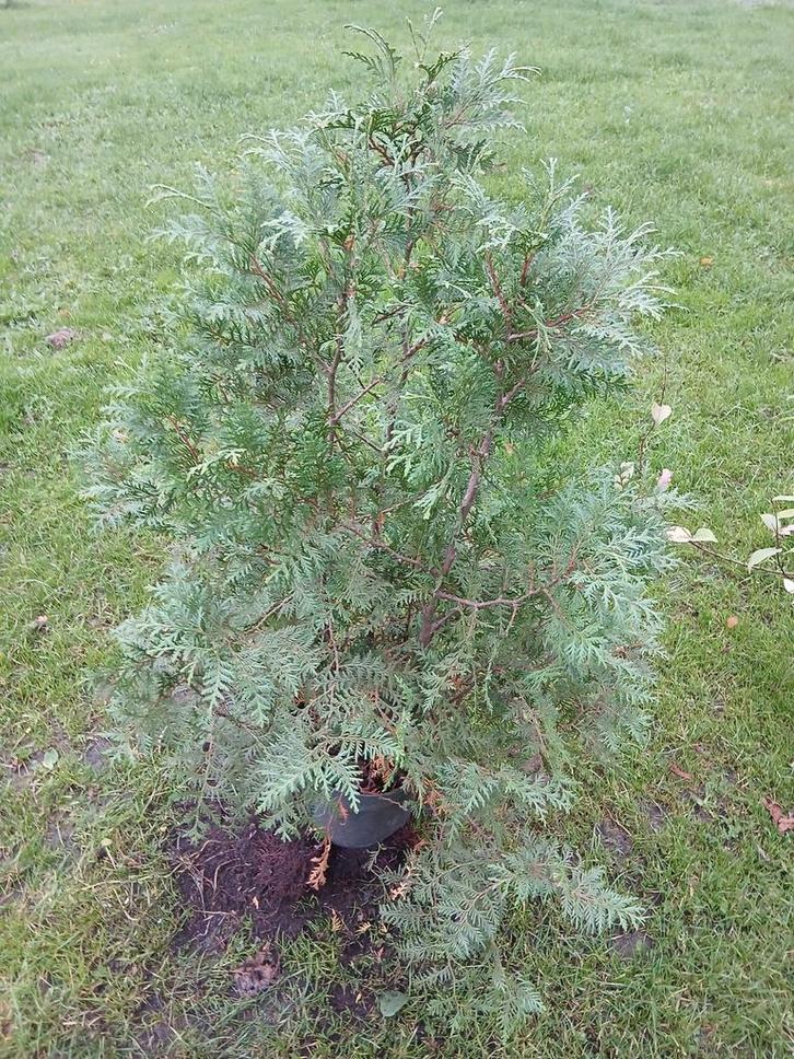 Conifeer B-keus, Tuin en Terras, Planten | Struiken en Hagen, Conifeer, 100 tot 250 cm, Ophalen