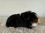 Skinnydrager beertje, Dieren en Toebehoren, Knaagdieren, Cavia, Augustus, Mannelijk, Tam