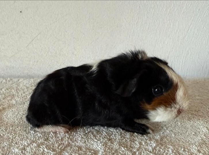 Skinnydrager beertje, Dieren en Toebehoren, Knaagdieren, Mannelijk, Cavia, Augustus, Tam