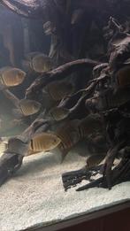 Heros severus vissen, Dieren en Toebehoren, Vis, Zoetwatervis