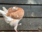 Holle Kroppers, Meerdere dieren, Kropper