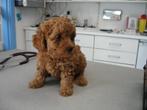toy poedel puppys, Dieren en Toebehoren, Honden | Chihuahua's en Gezelschapshonden, Poedel, Rabiës (hondsdolheid), 8 tot 15 weken