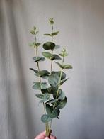 Zijde eucalyptus, Ophalen of Verzenden, Halfschaduw, Minder dan 100 cm