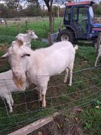 witte stamboek melkgeiten dekbok te koop. 7, Dieren en Toebehoren, Mannelijk, Geit