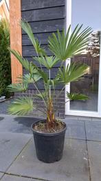 Trachycarpus wagnerianus 120cm!, Tuin en Terras, Planten | Bomen, Volle zon, Ophalen of Verzenden, 100 tot 250 cm, Zomer