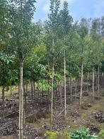 Groenblijvende hoogstam bomen, ruime keus! Nu te planten, Ophalen, Zomer, Halfschaduw, 100 tot 250 cm