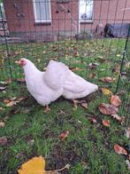 Wyandotte kriel, Dieren en Toebehoren, Vrouwelijk, Kip