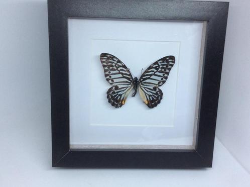vlinder Graphium Delessertii, Verzamelen, Dierenverzamelingen, Nieuw, Opgezet dier, Overige soorten, Ophalen of Verzenden