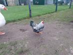 2 krielhanen wyandotte zilverzwartgezoomd, Dieren en Toebehoren, Pluimvee, Mannelijk, Kip