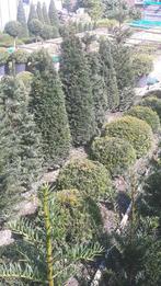 Taxus pyramide, Ophalen, Taxus, Minder dan 100 cm