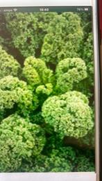 Biologische Westlandse winterboerenkool zaden, Volle zon, Groenteplanten, Eenjarig, Ophalen of Verzenden