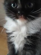 Langharige kittens, Dieren en Toebehoren, Katten en Kittens | Raskatten | Langhaar, Meerdere dieren