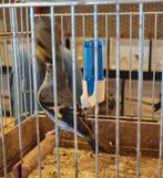 Kapoetsensijs, Meerdere dieren, Schaap