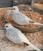 Zilver Witstuit diamantduifjes, Meerdere dieren, Tropenvogel