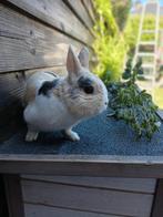 Een ontzettend lief konijn, Dieren en Toebehoren, Konijnen, Mannelijk, Middelgroot, 0 tot 2 jaar