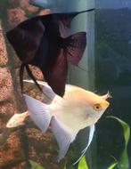 Mooi koppel maanvissen man/ vrouw., Vis, Zoetwatervis