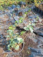 Hedera hybernica (grootbladerige klimop), Ophalen, Vaste plant, Bloeit niet, Halfschaduw
