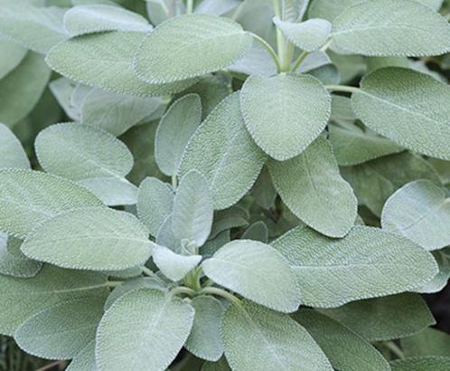Echte Salie Salvia officinalis keukenkruid sierplant bijen, Tuin en Terras, Planten | Tuinplanten, Overige soorten, Volle zon