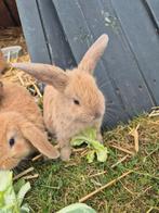 Hangoor konijn, Meerdere dieren, Middelgroot, Hangoor