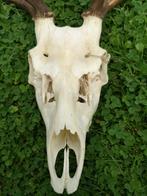 Hertenschedel met Gewei, Verzamelen, Dierenverzamelingen, Ophalen of Verzenden, Nieuw, Hert, Gewei of Kop