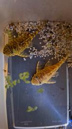 L134 koppel, Dieren en Toebehoren, Ophalen