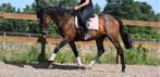 Superleuke en betrouwbare 10-jarige ruin, B, Ruin, 7 tot 10 jaar, Recreatiepaard