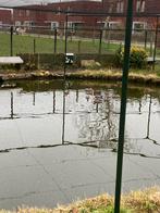 Roodschouder taling woerden, Dieren en Toebehoren, Mannelijk, Eend