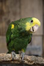 Jonge Baby Dubbel Geelkop Amazones | Handtam | Nieuwsgierig, Dieren en Toebehoren, Meerdere dieren, Papegaai, Pratend