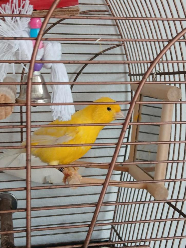 Kanarie ongeveer 2 jaar oud, Dieren en Toebehoren, Vogels | Kanaries, Mannelijk