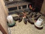 Broedeieren leghorn Patrijs (groot) en isabelpatrijs (groot), Dieren en Toebehoren, Pluimvee, Geslacht onbekend, Kip