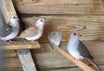 5 bonte diamantduifjes diamantduiven, Dieren en Toebehoren, Vogels | Duiven, Meerdere dieren
