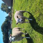 Schapen, Dieren en Toebehoren, Schapen, Geiten en Varkens, Meerdere dieren, Schaap