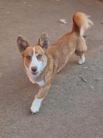Herplaatsing – Welsh Corgi Cardigan, Dieren en Toebehoren, Honden | Herdershonden en Veedrijvers, België, Fokker | Hobbymatig