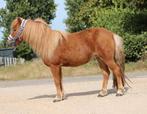 Te koop 7 super knappe shetlander en een haflinger ruin, Dieren en Toebehoren, Pony's, Ruin, A pony (tot 1.17m), Recreatiepony