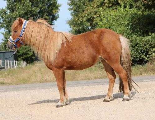 Te koop 7 super knappe shetlander en een haflinger ruin, Dieren en Toebehoren, Pony's, Ruin, A pony (tot 1.17m), Recreatiepony