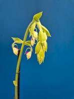 Orchidee Calanthe rubens p15 (2), Huis en Inrichting, Kamerplanten, Ophalen of Verzenden, Halfschaduw, Minder dan 100 cm