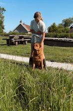 Hondenoppas (weekenden en vakanties), Diensten en Vakmensen, Dieren | Honden | Verzorging, Oppas en Les