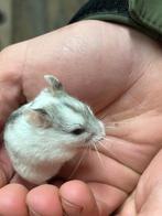 Chinese dwerghamsters | Goed tam te maken | Jonge hamsters, Dieren en Toebehoren, Knaagdieren, Hamster, Meerdere dieren, Tam, Oktober