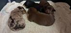 Te koop 4 mooie Jack-Russel puppy's., Jack Russell Terriër, 8 tot 15 weken, Meerdere, Meerdere dieren