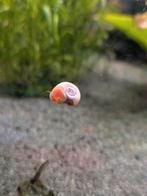 Rode posthoornslakken, Dieren en Toebehoren, Slak of Weekdier