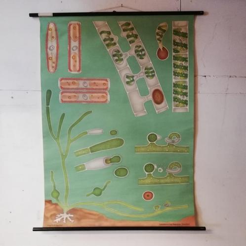 Schoolplaat Algen, Antiek en Kunst, Antiek | Schoolplaten, Natuur en Biologie, Ophalen of Verzenden